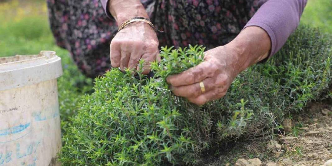 8 dönümden 10 ton rekolte bekleniyor: Kilosu 400 TL’yi bulan üründe hasat bereketle başladı 1